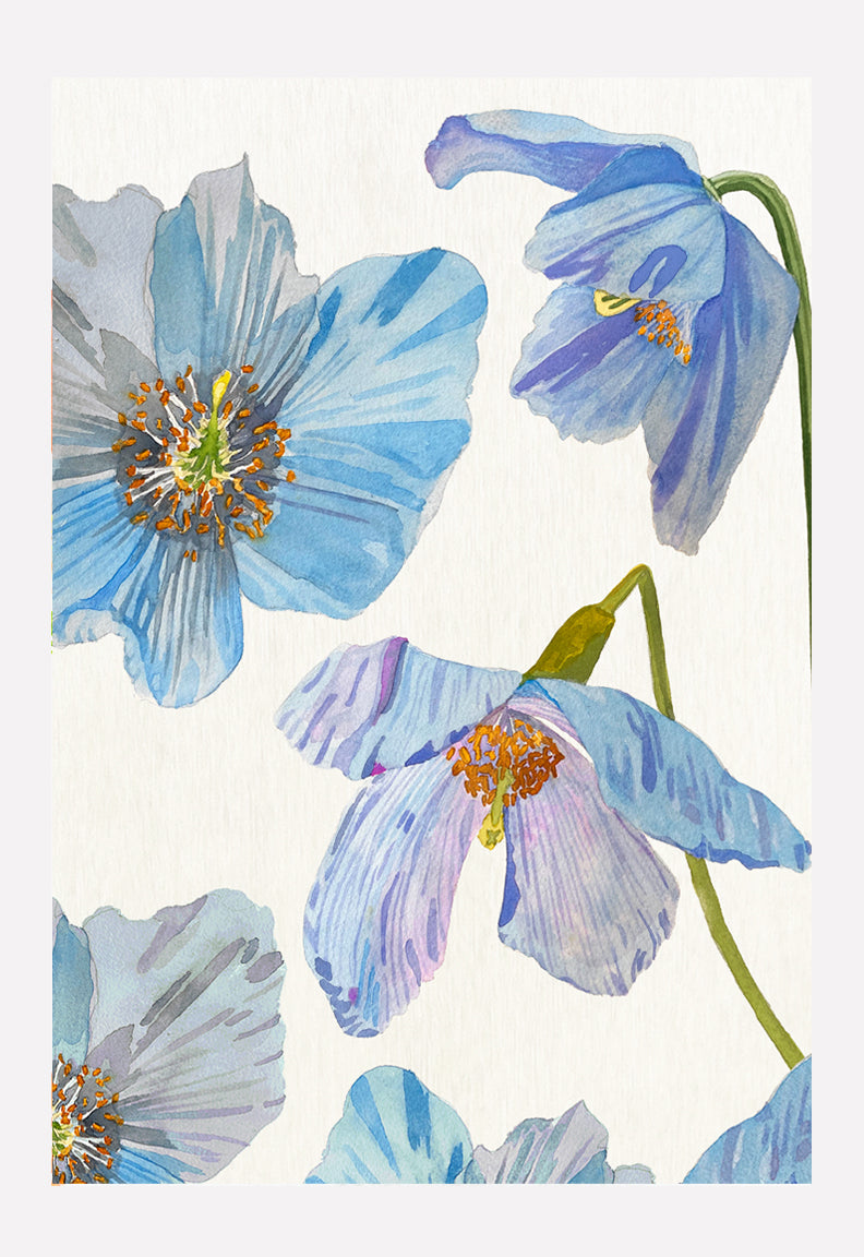 Art Print:  Himalayan Blue Poppies on Ecru by India & Purry