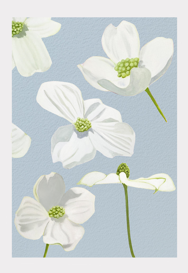 Art Print:  White Dogwood Blossoms on Pale Blue by India & Purry