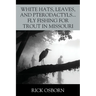 White Hats, Leaves, and Pterodactyls...Fly Fishing for Trout in Missouri
