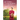 A Courtship for the Amish Nanny: An Uplifting Inspirational Romance