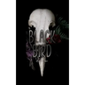 Black Bird