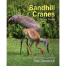 Sandhill Cranes, Family Times