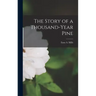 The Story of a Thousand-Year Pine