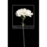 White Lily