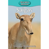 Saigas