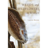 Weeds and Wildflowers in Winter