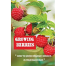 Growing Berries: How To Grow Organic Berries In Your Backyard: How To Start Growing Berries