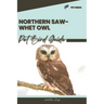Northern Saw-whet Owl: Pet bird guide