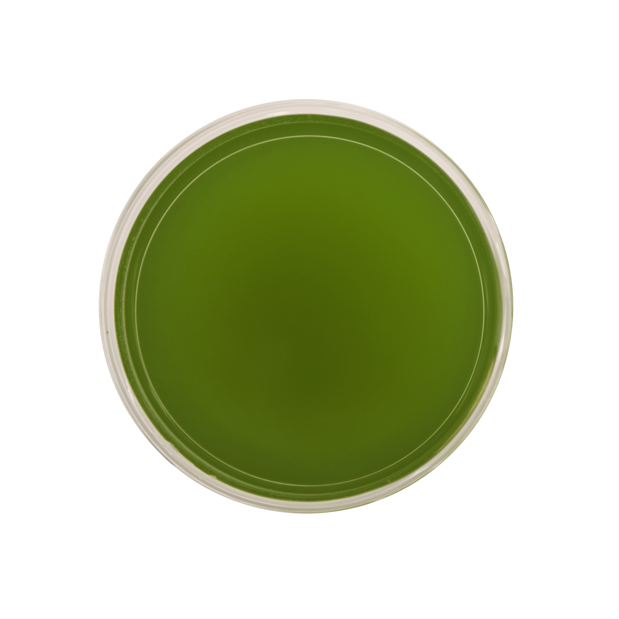 Matcha by Open Door Tea CT