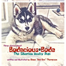 Bodacious Bode - The Siberian Husky Pup