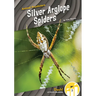 Silver Argiope Spiders