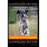 Llewellin Setter Training, Dog Care, Dog Behavior, for Llewellin Setters By D!G THIS DOG Training, Training Begins From the Car Ride Home, Llewellin S