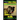 Staffy, Staffy Bull Terrier, Staffy Dog Training AAA AKC: Think Like a Dog But Don't Eat Your Poop!