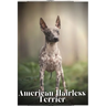 American Hairless Terrier: Dog breed overview and guide