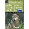 Watching Yellowstone & Grand Teton Wildlife