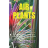 Air Plants: Every Detailed Thing You Need To Know About The Air Plants And How To Care For Them