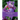 The Book of the Iris