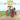 Little Rumely Man