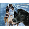 Run Like a Sled Dog: Another Black Bear Sled Dog Adventure