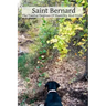 Saint Bernard The Twelve Degrees Of Humility And Pride