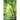 Urban Transparencies