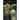 Bulbophyllums and Their Allies