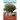 The Kurrajong Tree