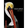 Brown Pelican
