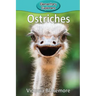 Ostriches