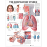 The Respiratory System Anatomical Chart