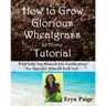 How to Grow Glorious Wheatgrass at Home Tutorial: With Salty Sea Mineral Eco-Fertilization for Superior Mineral Rich Soil