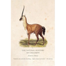 The Natural History of Unicorns