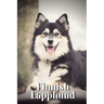 Finnish Lapphund: Dog breed overview and guide