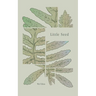 Little Seed