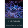 10 Types of Macroalgae: Saltwater Plants for Reef Tanks