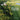 Cellophane Farm: Life in the slow lane
