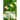 Chamomile