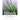 Weeds of the Midwestern United States & Central Canada