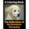 The Reflections of My Maremma Sheepdog: A Coloring Book