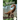 Diplodocus