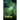 World Checklist of Palms
