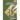 Molecular Plant Breeding