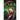 Claus and Effect