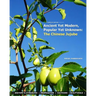 Ancient Yet Modern, Popular Yet Unknown: The Chinese Jujube: An In-Depth Guide to Growing and Propagating Chinese Jujubes