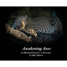 Awakening Awe: An Illustrated Journey to Reverence