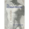 The Human Figure
