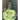The King Who Hates the Color Green