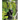Black Bears: A Natural History