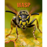 Wasp: Fun Facts Book for Kids with Amazing Photos