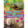 Baby Turtle or Baby Armadillo?